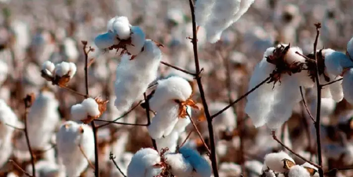 Tradução Simultânea agricultura