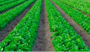 Simultaneous translation about irrigation systems in Brazil Simultaneous translation about irrigation systems in Brazil