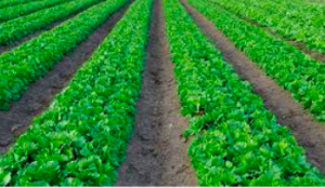 Simultaneous translation about irrigation systems in Brazil