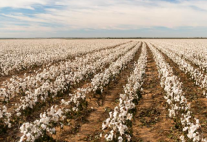 Simultaneous translation agriculture Brazil Interpretation agriculture Brazil