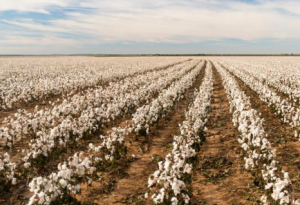 Interpretation agriculture Brazil 