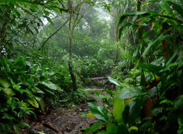 Tradução Simultânea Sustentabilidade