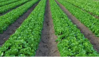 Tradução em evento sobre Irrigação