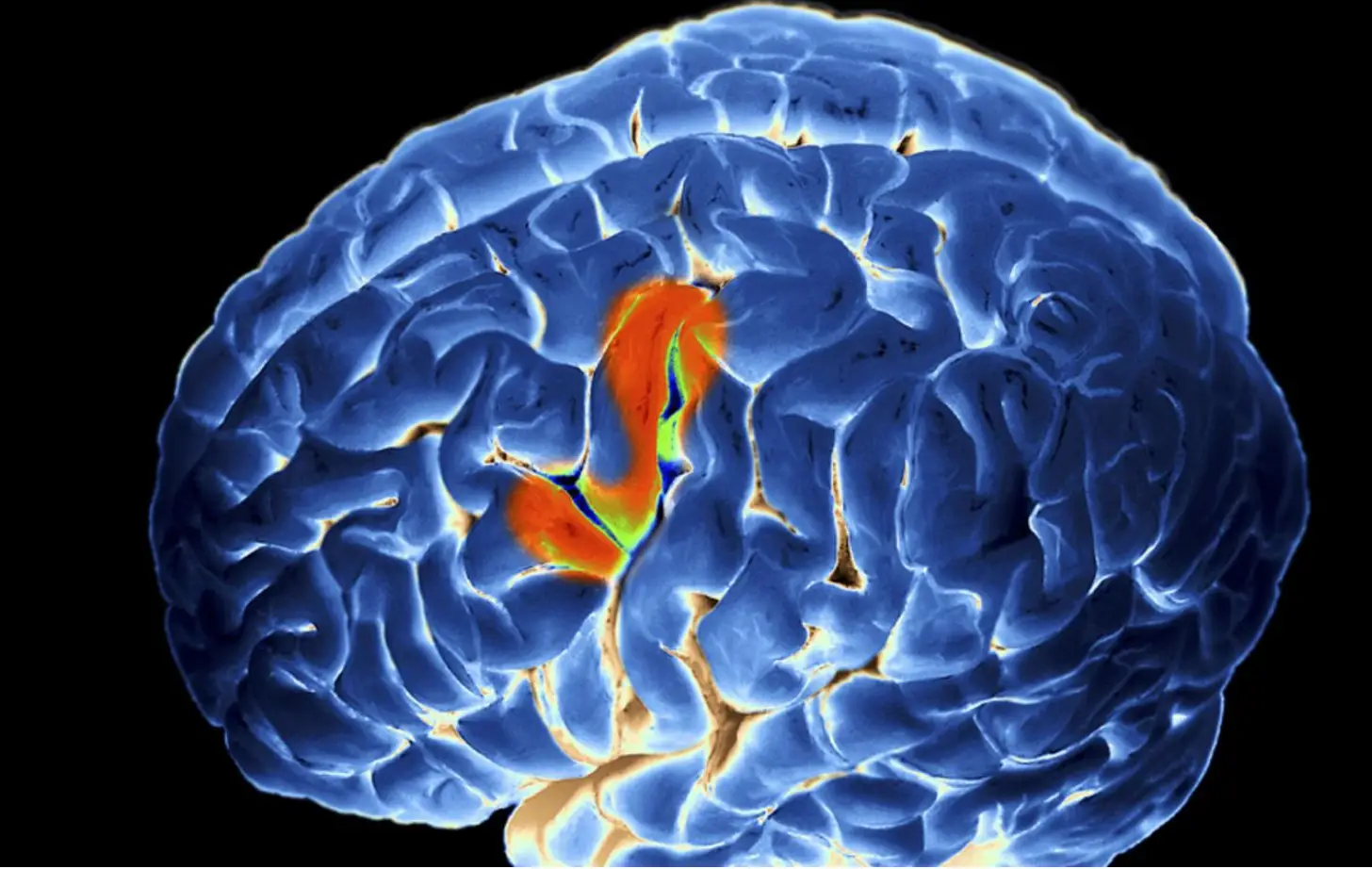 Como funciona o cérebro de um intérprete